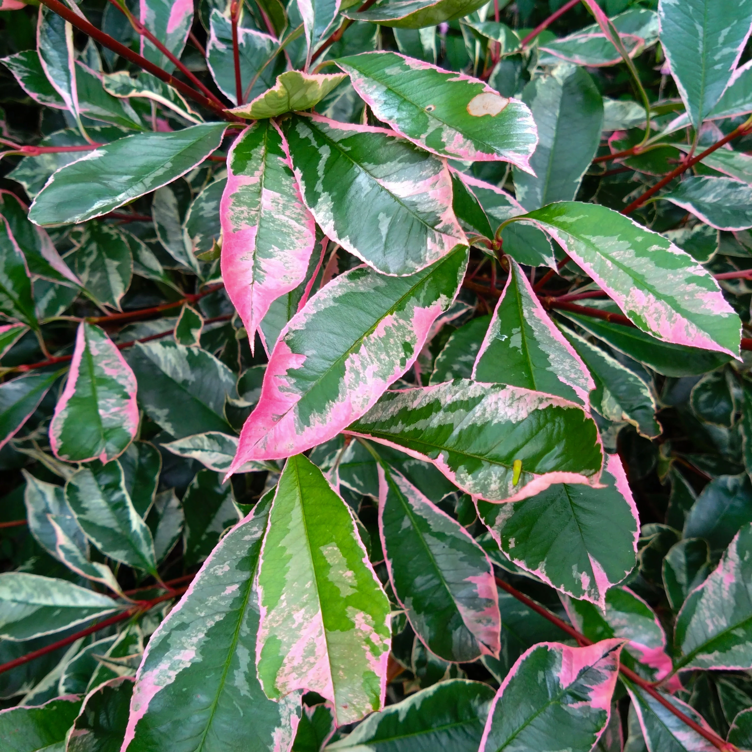 Photinia Trees