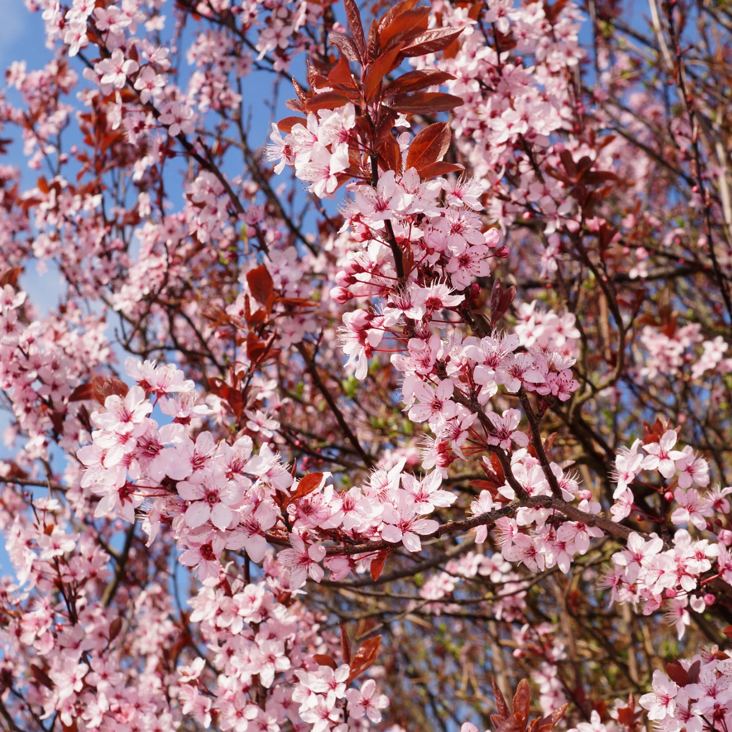 Popular Flowering Cherry Trees