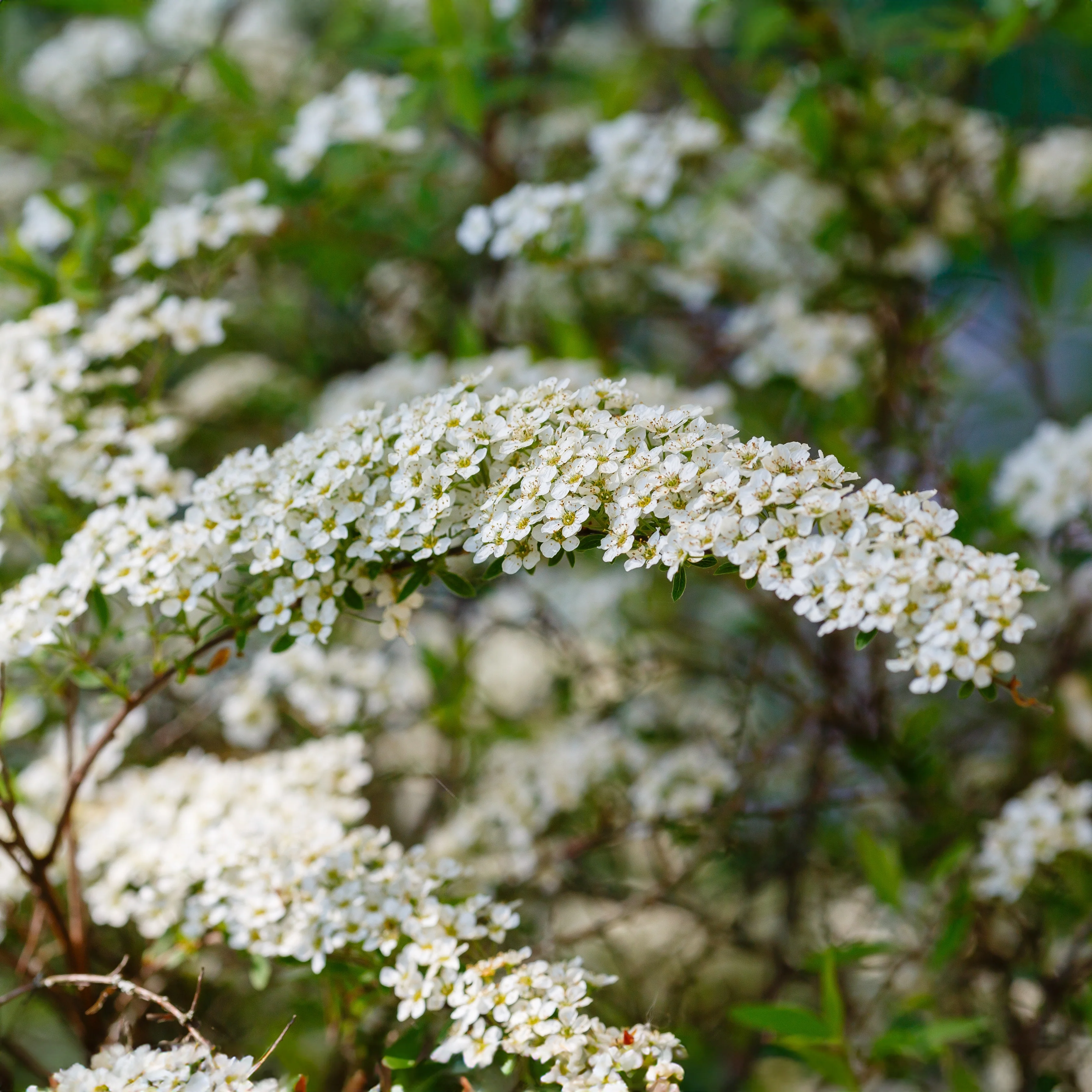 Flowering Shrubs